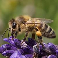 Abeille domestique sur une fleur de lavande