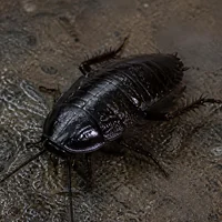 Blatte orientale noire et brillante sur le sol d'une cave