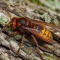 Frelon européen, tête et thorax brun-roux, sur une écorce