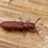 Lyctus sur un parquet en chêne, poudre fine et trous de sortie