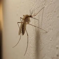 Moustique commun brun clair posé sur le mur d'une chambre, le soir