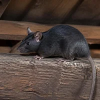 Rat noir sur une poutre de grenier, longue queue