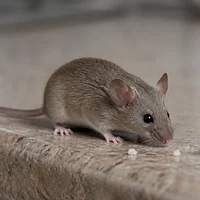 Souris grise au bord d'un plan de travail