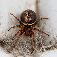 Fausse veuve noire à l'abdomen brun brillant bordé de crème, dans sa toile au coin d'une fenêtre