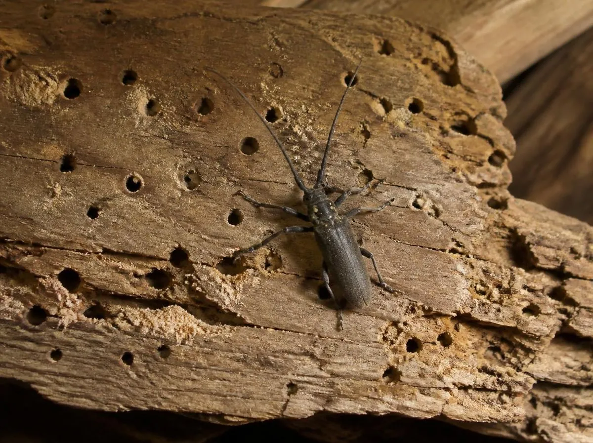 Poutre de charpente criblée de trous de sortie d'insectes, sciure fine et capricorne sur le bois