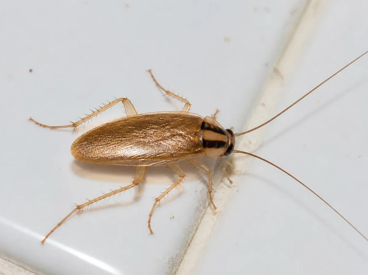 Blatte germanique (cafard) sur un carrelage de cuisine