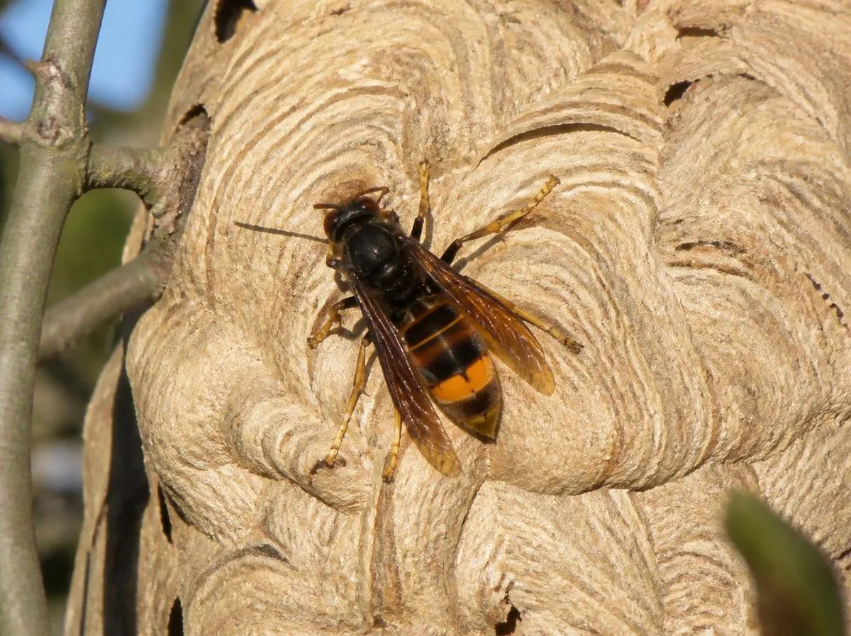 Frelon asiatique sur l'enveloppe de son nid
