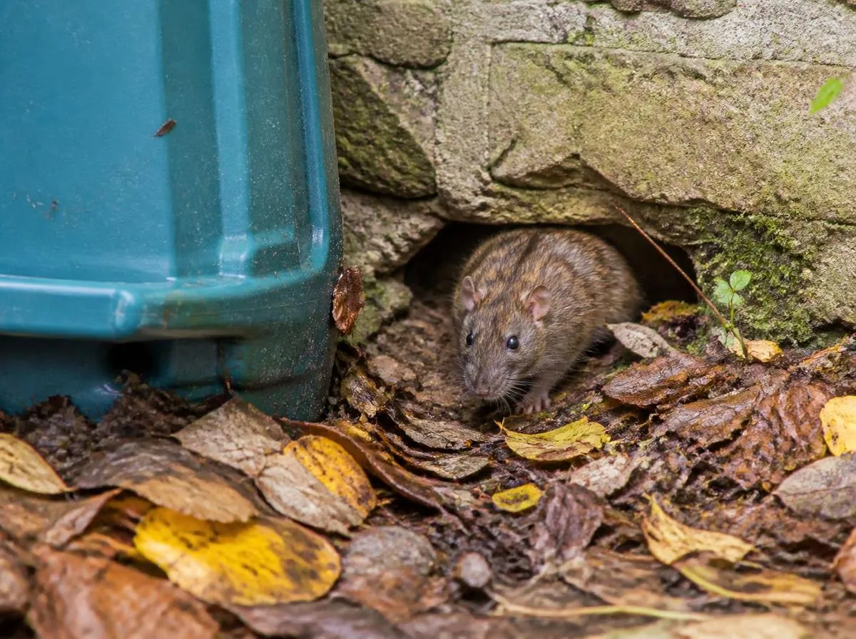 Rat brun sortant d'un terrier au pied d'un mur de jardin, à l'automne