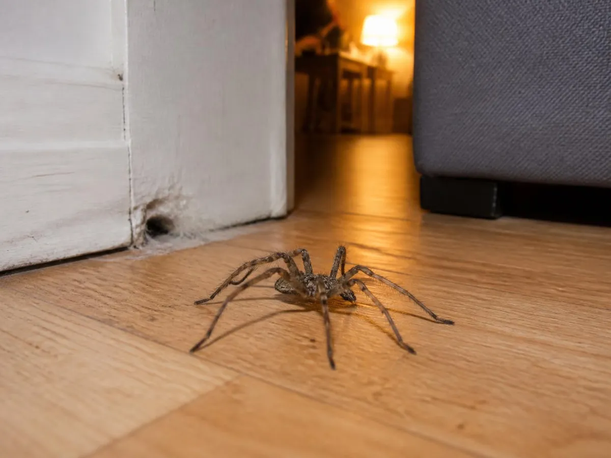Grosse tégénaire brune sur le parquet d'un salon, près d'une plinthe et d'une petite toile en entonnoir