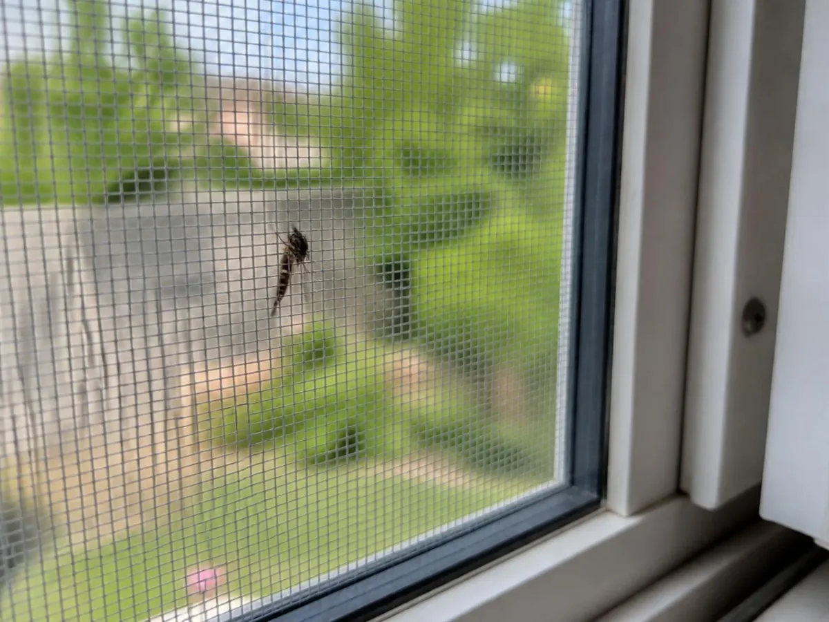 Moustique arrêté par la moustiquaire d'une fenêtre ouverte sur le jardin