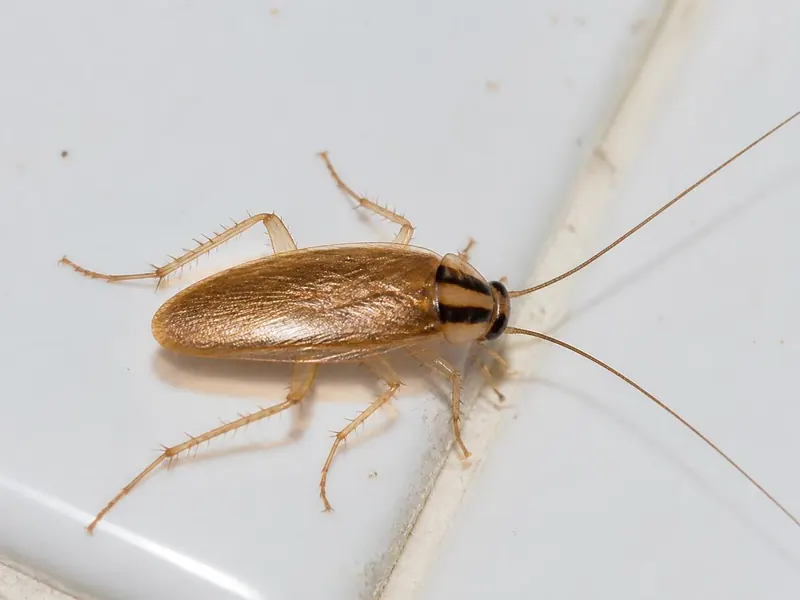 Blatte germanique (cafard) sur un carrelage de cuisine
