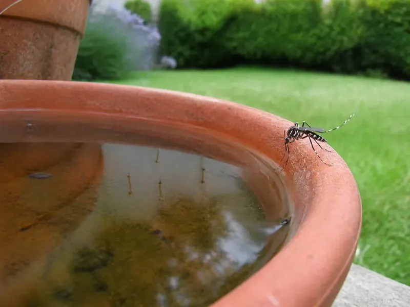 Moustique tigre posé sur le bord d'une soucoupe de pot de fleurs remplie d'eau de pluie, dans un jardin