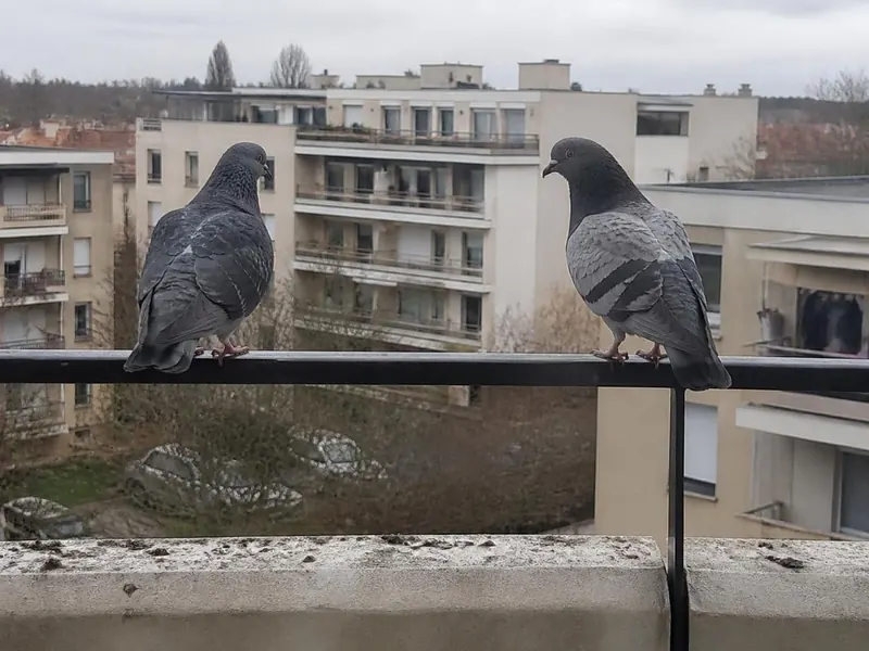 Pigeons posés sur la rambarde d'un balcon, fientes sur le rebord