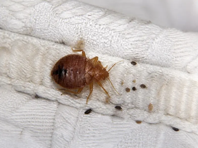 Punaise de lit sur la couture d'un matelas, avec des taches de déjections